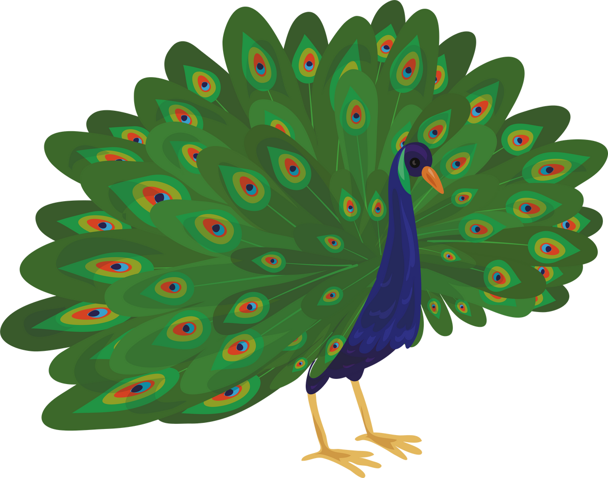 Peacock Animal Illustration